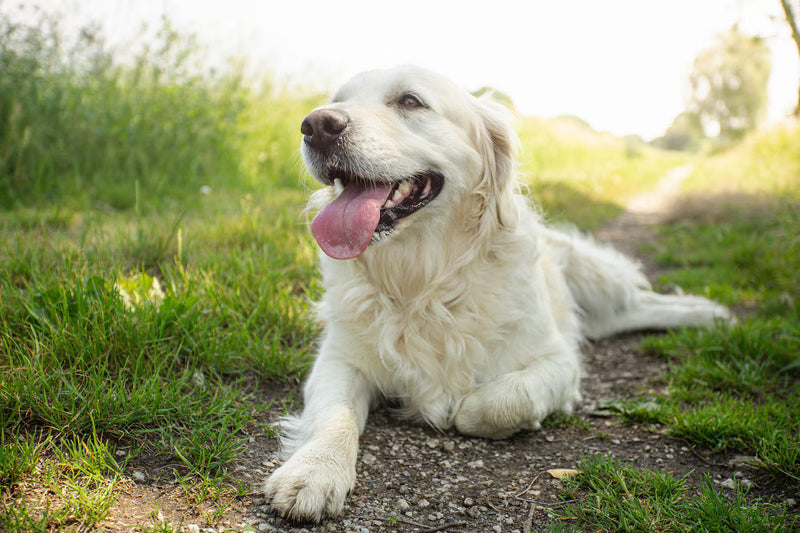 pets struggle in UK summer heat